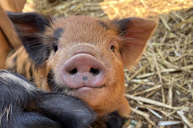 An iPhone 13 Pro Review For Piglets
