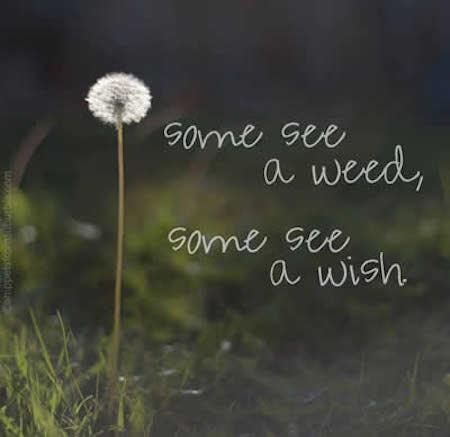 Some See A Weed, Some See A Wish - Inspirational Quote