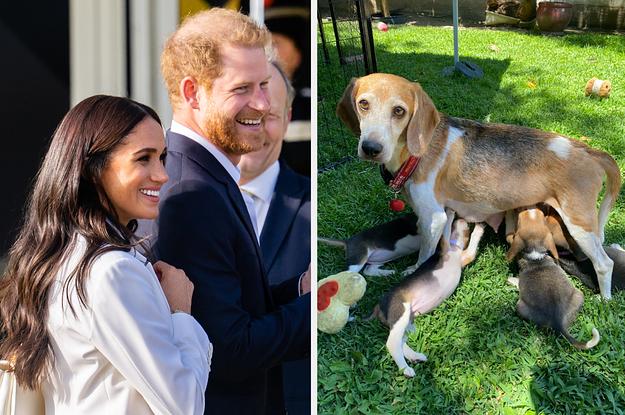 Prince Harry And Meghan Markle Rescue Dog: Beagle From Research Facility