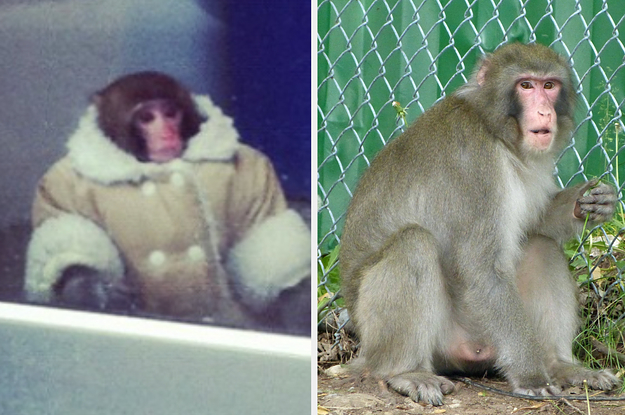The Ikea Monkey Is Alive And Well, 10 Years Later