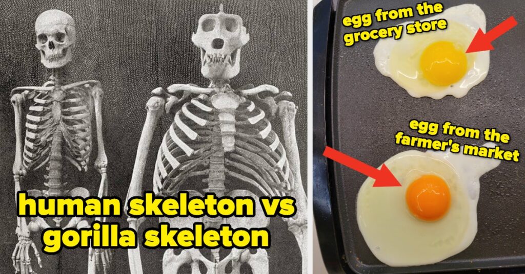 Wow Oh Wow, These 22 Incredibly Fascinating Pictures Completely And Totally Blew My Mind Last Week